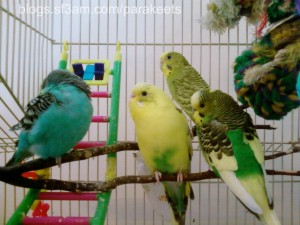 Belle, Sparty, Ava and Striker the parakeets