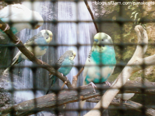 parakeets at the Cleveland Botanical Garden, March 2009