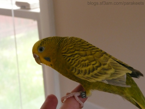 Ava the parakeet after a recent wing clipping, May 2009