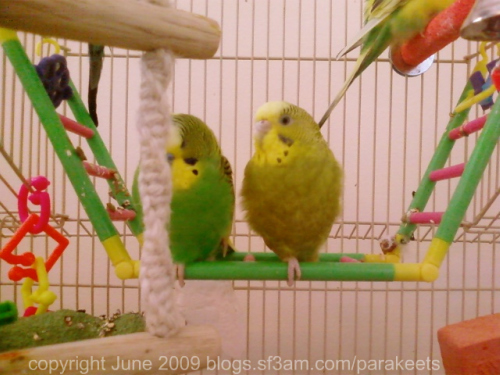 Striker (left) and Ava perch on one leg
