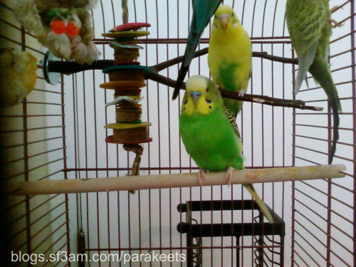 Striker and Sparty perch near one of their toys, July 2009