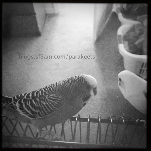 Dodger and Sparty the parakeets