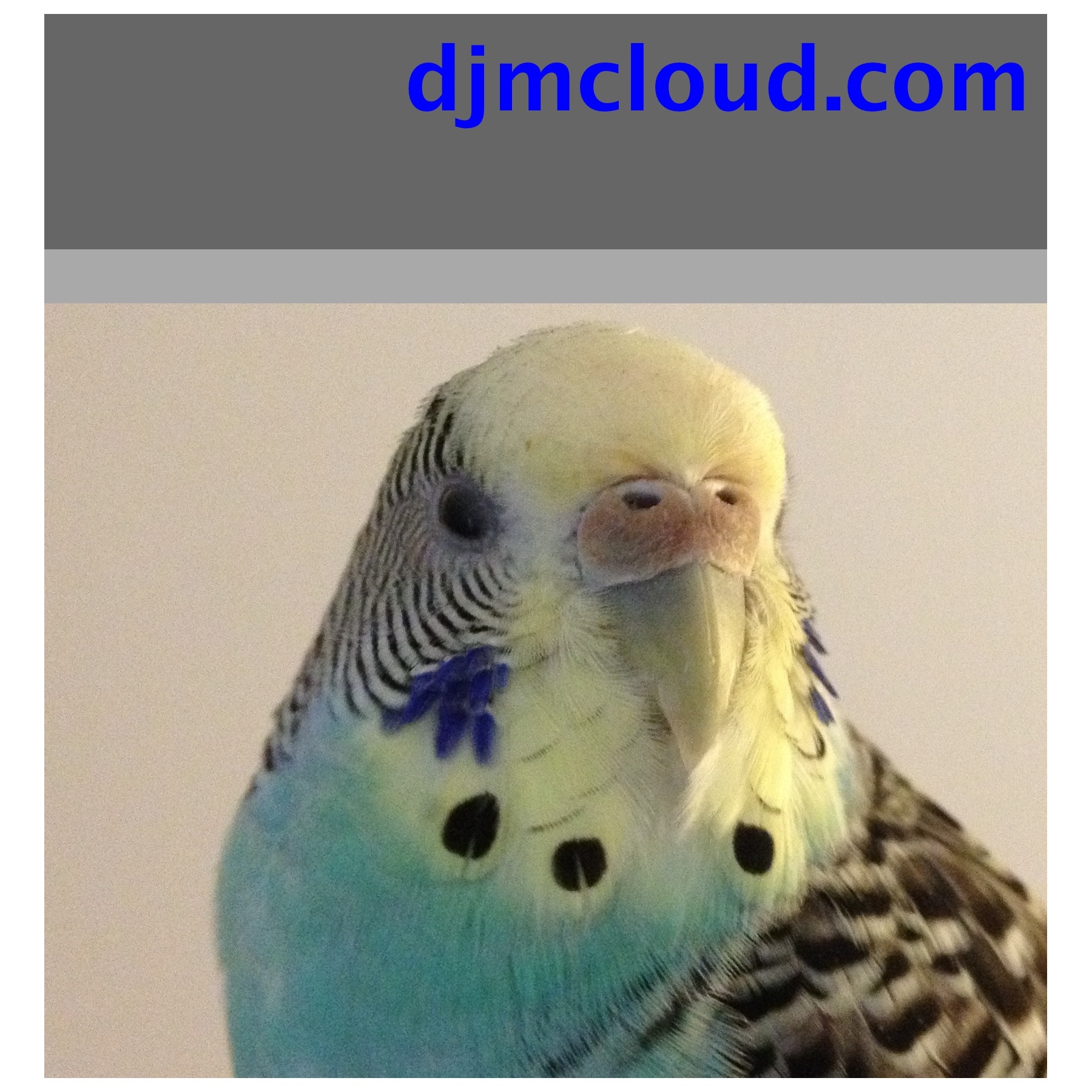 Belle is the star of the new djmcloud.com artwork